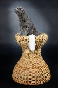 GRIBOUILLE SUR SON PIEDESTAL, CHAT CHARTREUX 