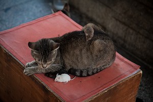 CAGLIARI, CHAT ACCOMPAGNE DE SOURIS, SARDAIGNE, ITALIE 