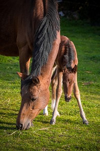 PORTRAIT CHEVAL, POULAIN ET SA MERE AU PRE, NORMANDIE, FRANCE 