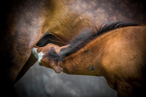 JUMENT ET SON POULAIN EN TRAIN DE TETER SA MERE, PORTRAIT CHEVAL SUR FOND DE STUDIO 