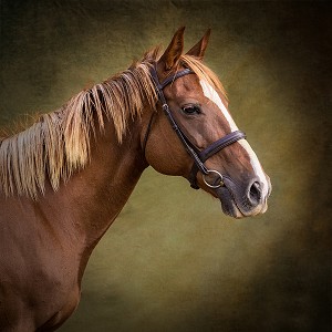 PORTRAIT CHEVAL SUR FOND DE STUDIO 