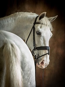 PORTRAIT CHEVAL BLANC SUR FOND DE STUDIO 