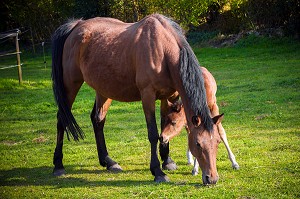 PORTRAIT CHEVAL, POULAIN ET SA MERE AU PRE, NORMANDIE, FRANCE 