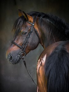 PORTRAIT CHEVAL SUR FOND DE STUDIO 