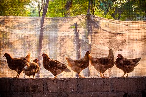 ELEVAGE DE VACHES, CHEVRES, POULES ET BOVINS DE LA FERME ECOLOGIQUE, VILLAGE PEUL DE GUELAKH, SENEGAL, AFRIQUE DE L'OUEST 