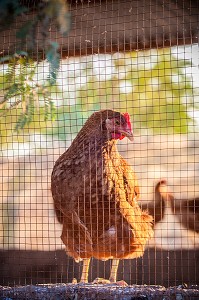 ELEVAGE DE VACHES, CHEVRES, POULES ET BOVINS DE LA FERME ECOLOGIQUE, VILLAGE PEUL DE GUELAKH, SENEGAL, AFRIQUE DE L'OUEST 