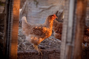 ELEVAGE DE VACHES, CHEVRES, POULES ET BOVINS DE LA FERME ECOLOGIQUE, VILLAGE PEUL DE GUELAKH, SENEGAL, AFRIQUE DE L'OUEST 