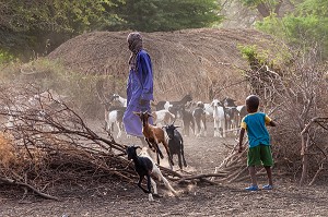 CHEVRES ET ENFANTS DE BERGERS DE RETOUR DE LA TRANSHUMANCE DANS L'ENCLOS, VILLAGE PEUL D'ELEVEURS NOMADES DE GOUMEL, SENEGAL, AFRIQUE DE L'OUEST 