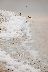 OISEAU AU BORD DU LAC ROSE, SENEGAL, AFRIQUE DE L'OUEST 