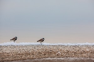 OISEAU AU BORD DU LAC ROSE, SENEGAL, AFRIQUE DE L'OUEST 