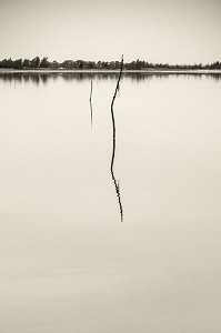 BRANCHE ET SON REFLET DANS LE LAC ROSE, SENEGAL, AFRIQUE DE L'OUEST 