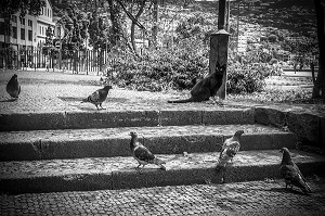 CHAT NOIR ENTOURE DE PIGEONS, FUNCHAL, MADERE, PORTUGAL 