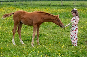 COMPLICITE ENTRE UNE ENFANT ET UN POULAIN, RUGLES, NORMANDIE 