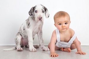 BEBE GARCON AVEC SON CHIEN DE RACE DANOIS, ENFANT ET SON ANIMAL DE COMPAGNIE, PORTRAIT EN STUDIO 