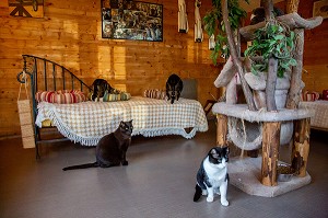 PENSION ET REFUGE POUR ANIMAUX DE COMPAGNIE (CHIENS ET CHATS), LA CHAPELLE-FORTIN (28), FRANCE 