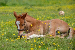 JEUNE POULAIN DANS UN PRE, NORMANDIE 