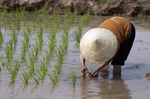 PAYSANNE REPLANTANT DU RIZ DANS UNE RIZIERE PRES D'HAIPHONG, NORD DU VIETNAM, VIETNAM 