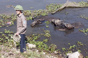 PAYSAN AVEC SON BUFFLE, NORD DU VIETNAM, VIETNAM 